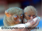 Tarsius oder Koboldmaki - die kleinste Affenart der Welt