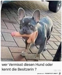 hund und Dildo vermisst?