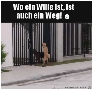 Hund: Wo ein Wille ist, ist auch eine ffnung