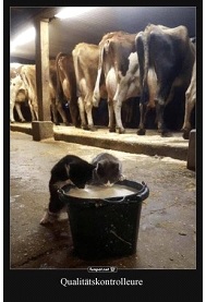 Katzen Qualittskontrolle Milch