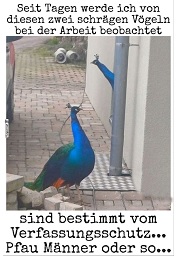 Pfau-Mnner?
