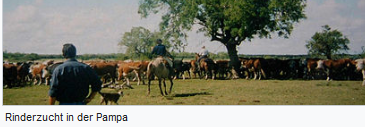 Uruguay: Rinderzucht in der Pampa
